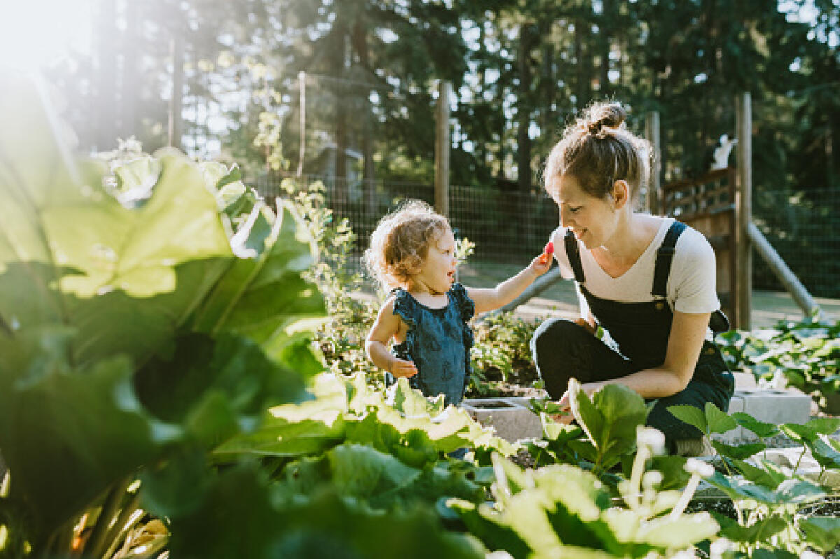 Educare gli studenti al buon cibo e al buon rapporto con l’ambiente - A mother and her baby daughter pick fresh strawberries from their garden on a warm late summer morning at their home. Shot in Washington state.