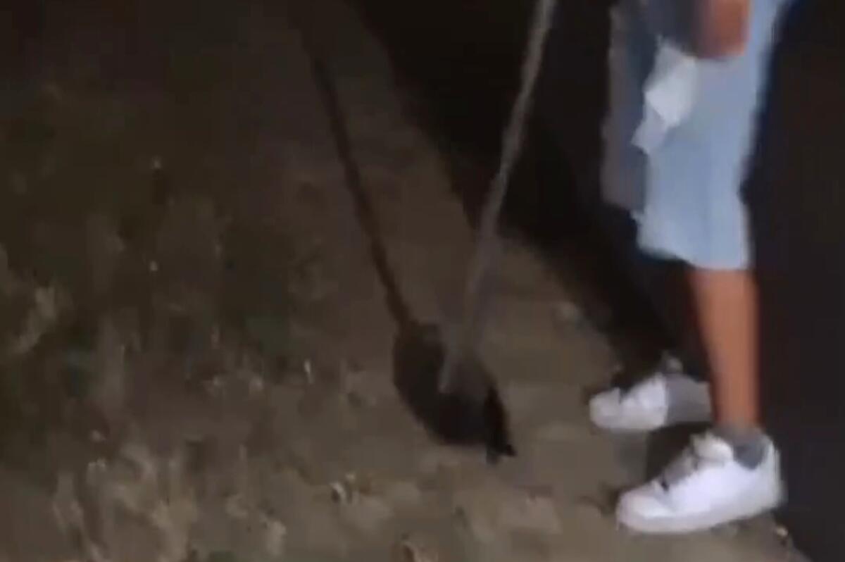 Ancora violenza: minorenni uccidono a bastonate un'anatra a Rodi Garganico. Cosa aspettiamo a educare prima ancora che a punire? -