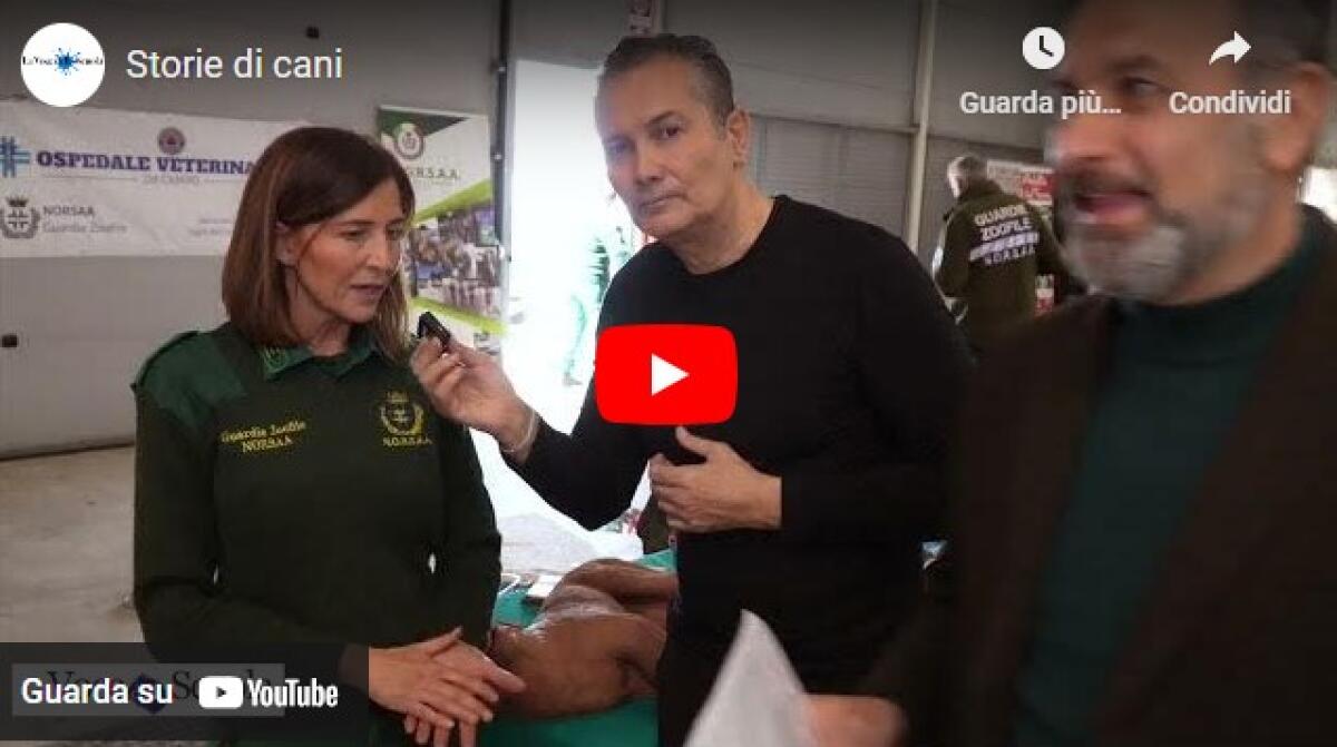 Storie di cani -