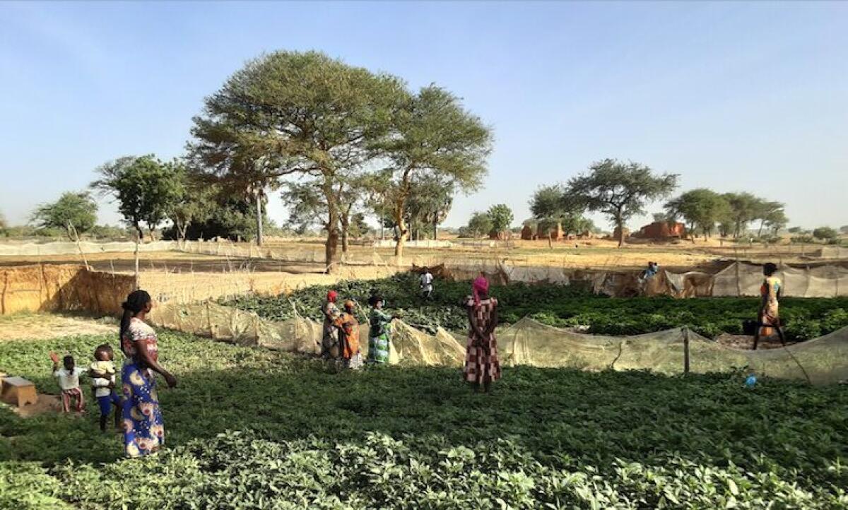 Sostenibilità: una coalizione di associazioni e ONG italiane lancia una sfida per il cambiamento agroecologico con il progetto CHAlleNGE. -