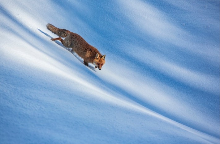 Un maschio di volpe rossa scende lungo un pendio innevato, nel cuore dell’inverno. Questa specie, notoriamente opportunista e adattabile, ha un areale enorme, un’ecologia molto plastica, pertanto può vivere in ambienti estremamente diversi. In Italia si t